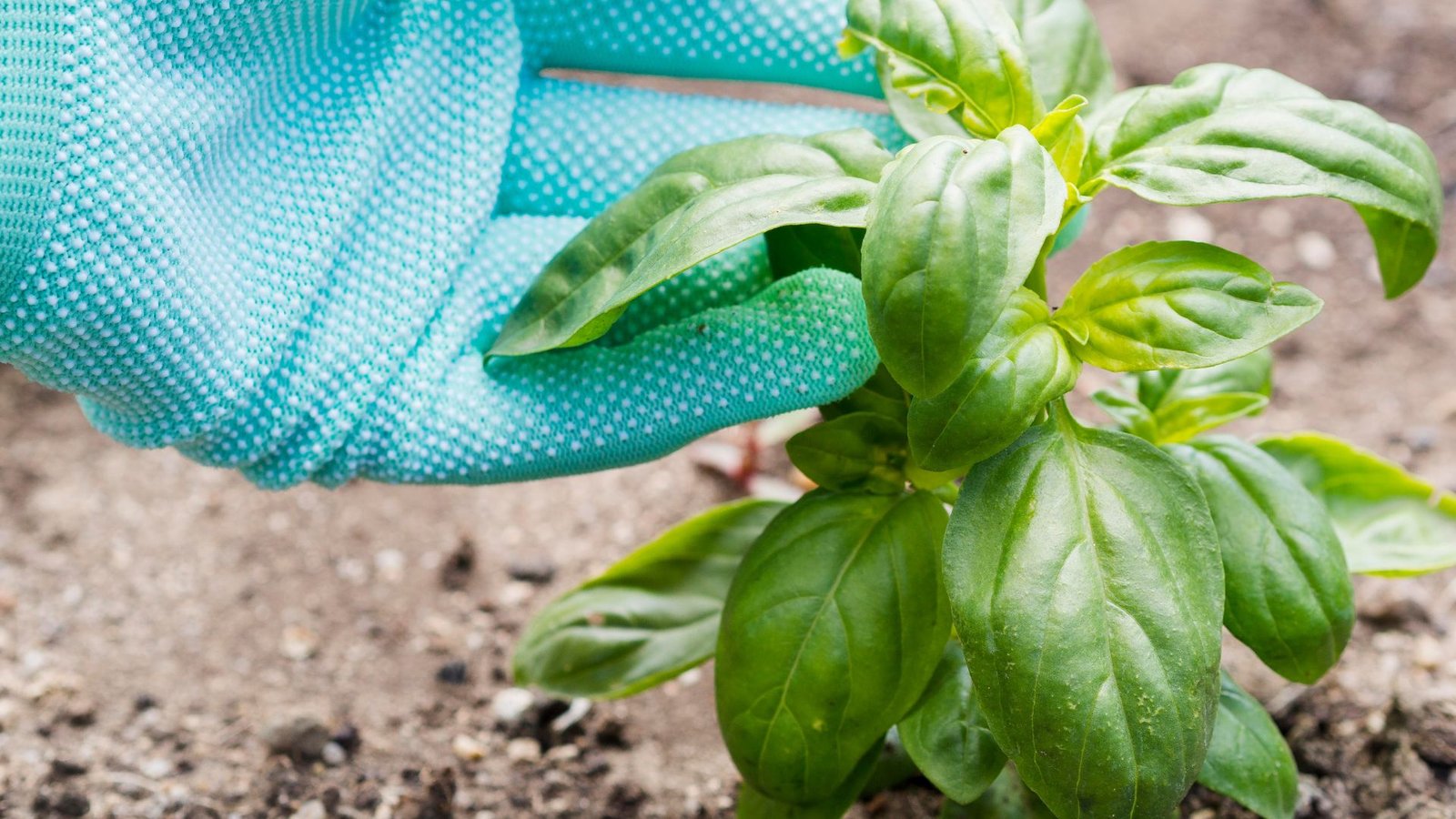 Holes in Basil Plant Leaves: Causes and Solutions