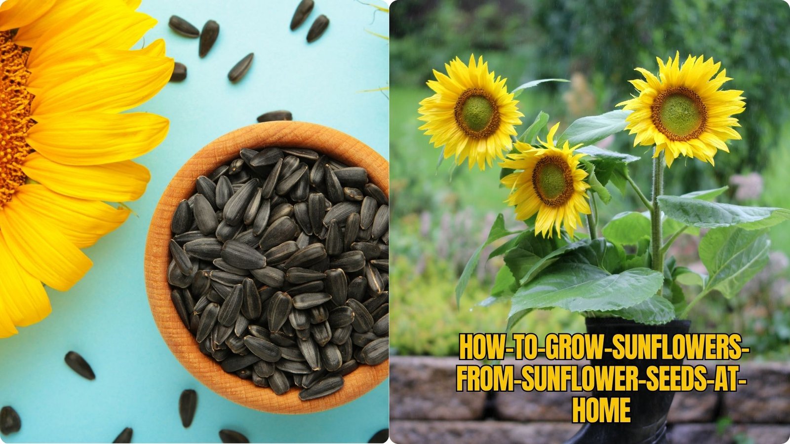 How to Grow Sunflowers from Sunflower Seeds at Home