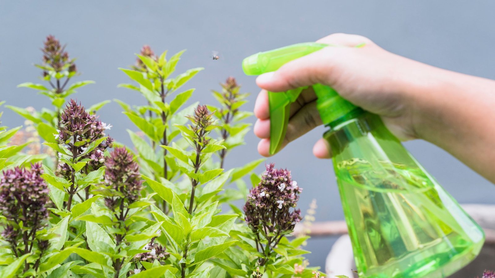 Lavender Plant Insect Repellent: Natural Solutions for a Pest-Free Garden