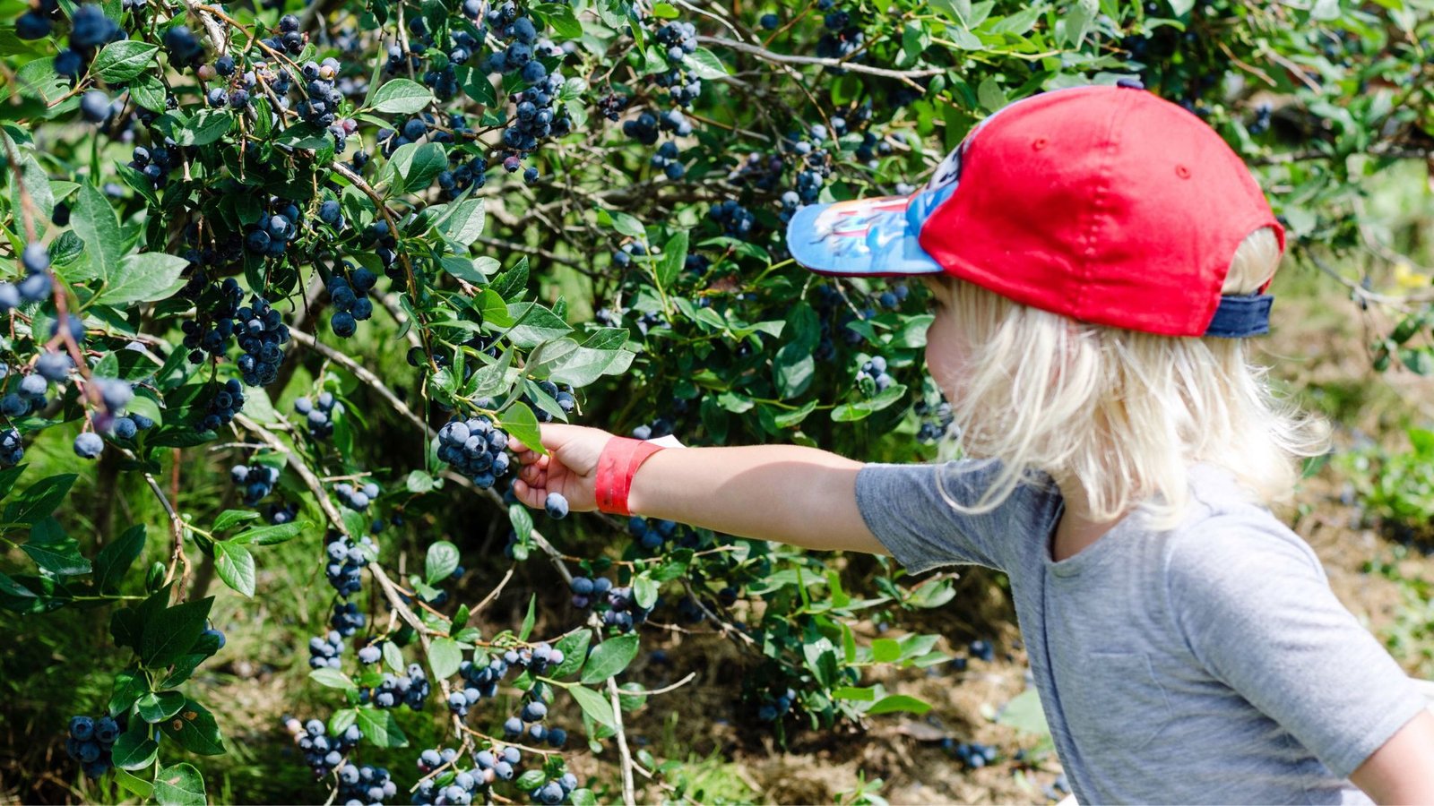 can you grow blueberries in a pot 