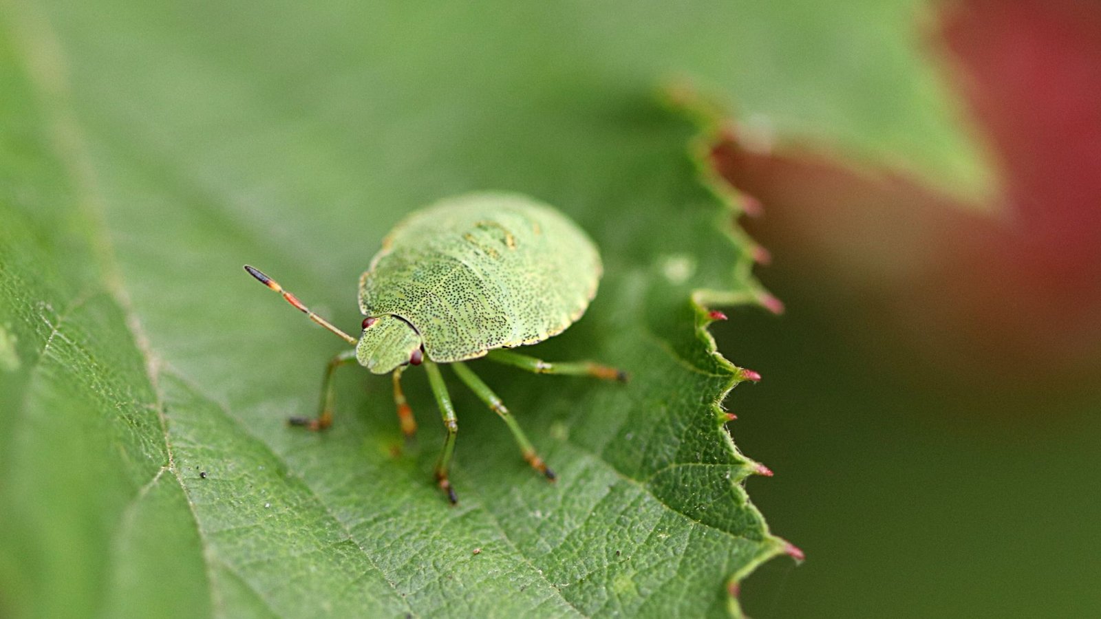 Tiny plant sap sucker soft-bodied insect and How They Damage Your Plants
