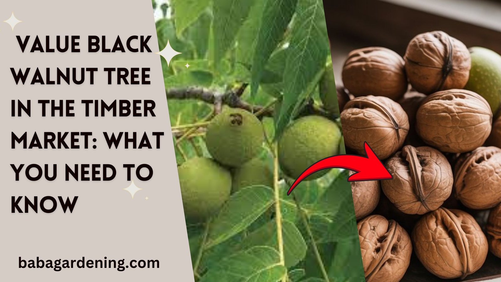 Value Black Walnut Tree in the Timber Market: What You Need to Know