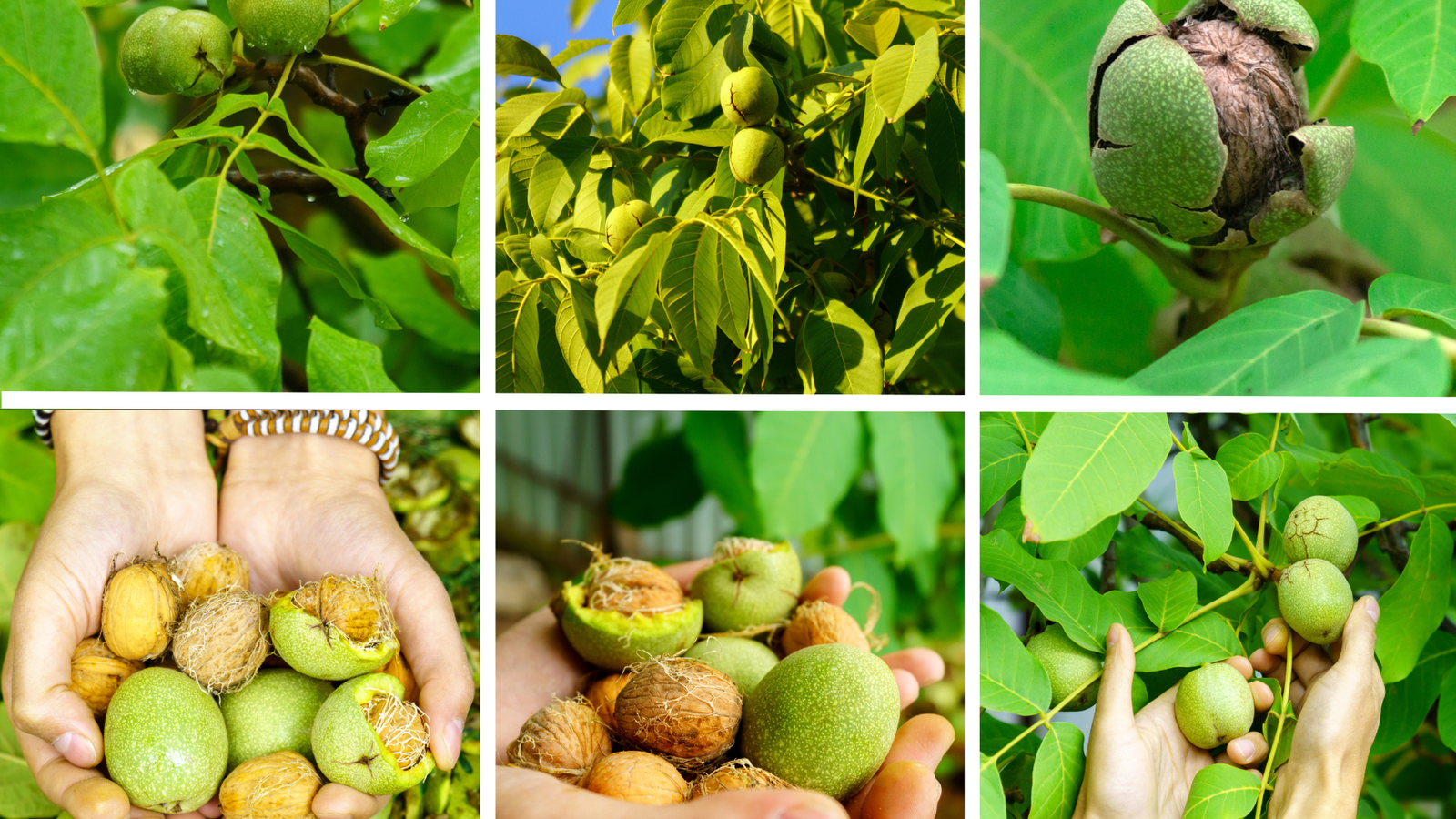 Walnut Tree Varieties Explained: Best Types for Different Climates and Yields