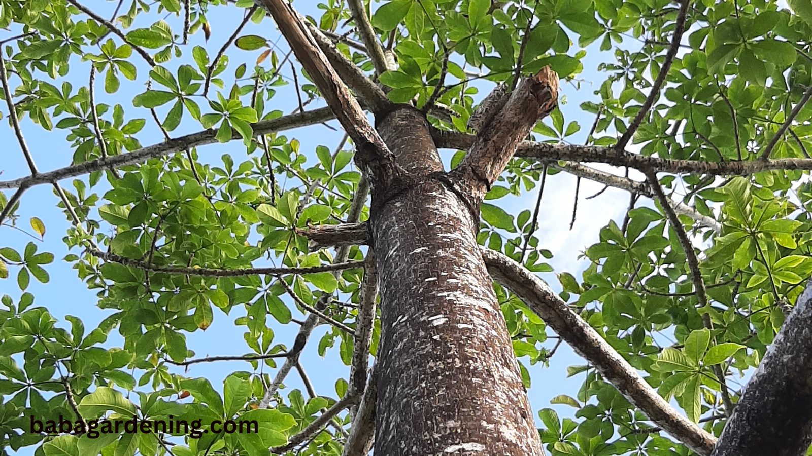   What Affects the Value of Black Walnut Tree?