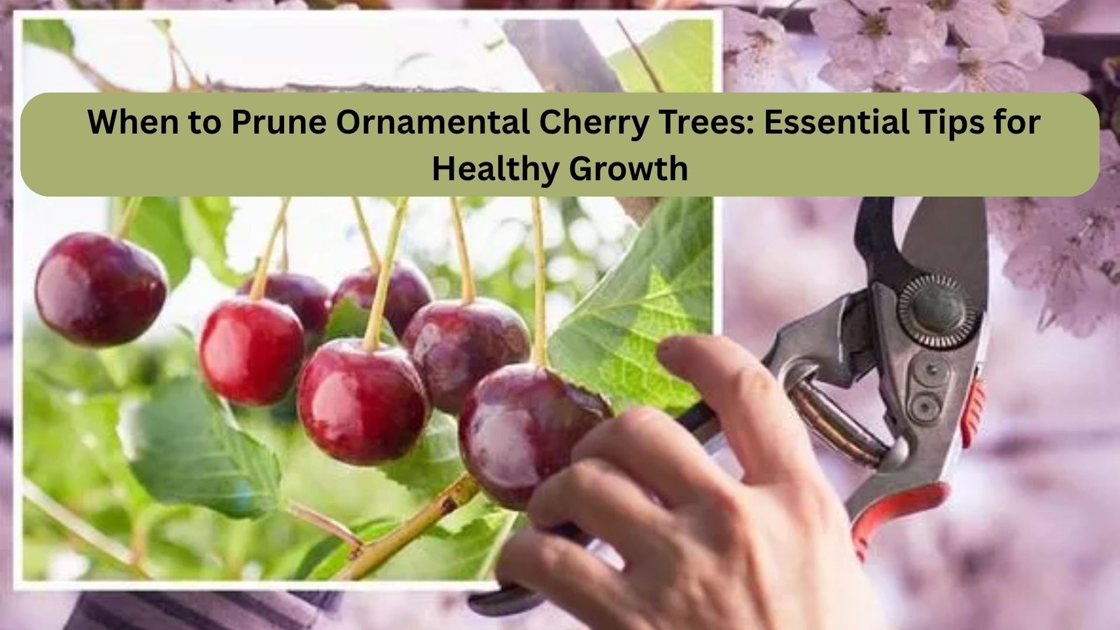 When to Prune Ornamental Cherry Trees: Essential Tips for Healthy Growth