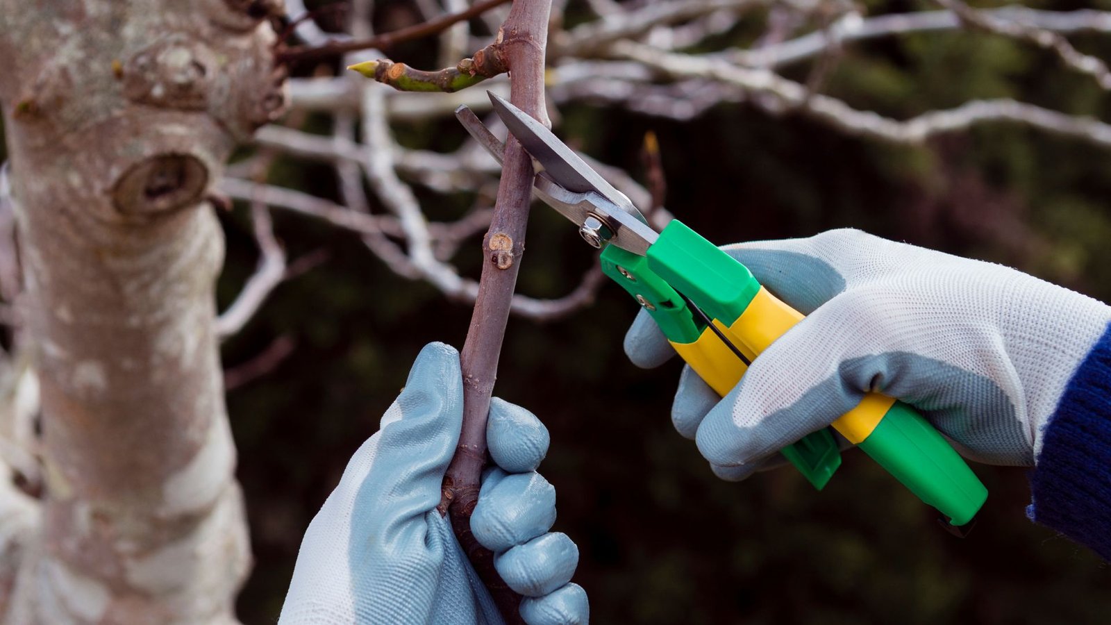 why-prune-ornamental-cherry-trees