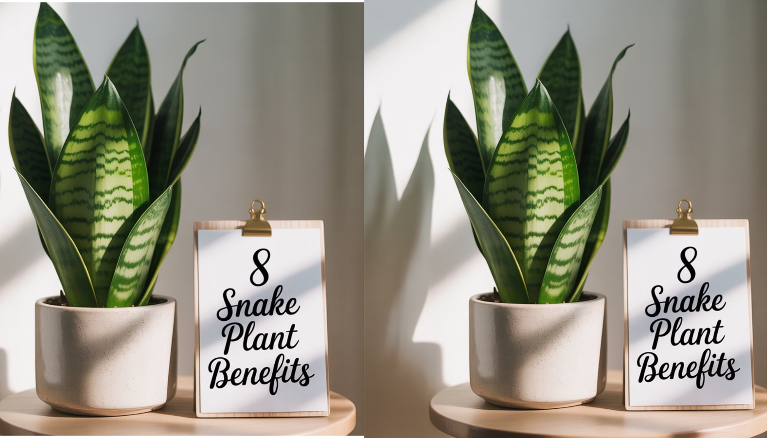 8 Snake Plant Benefits That Will Improve Your Health and Home