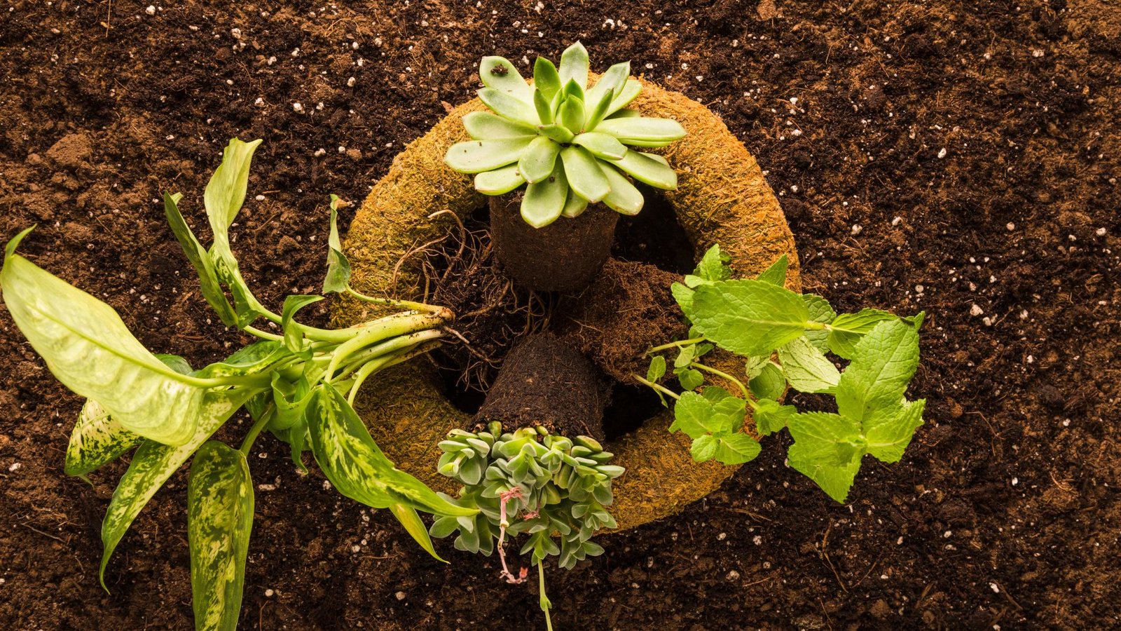 plants that grow well in clay soil,