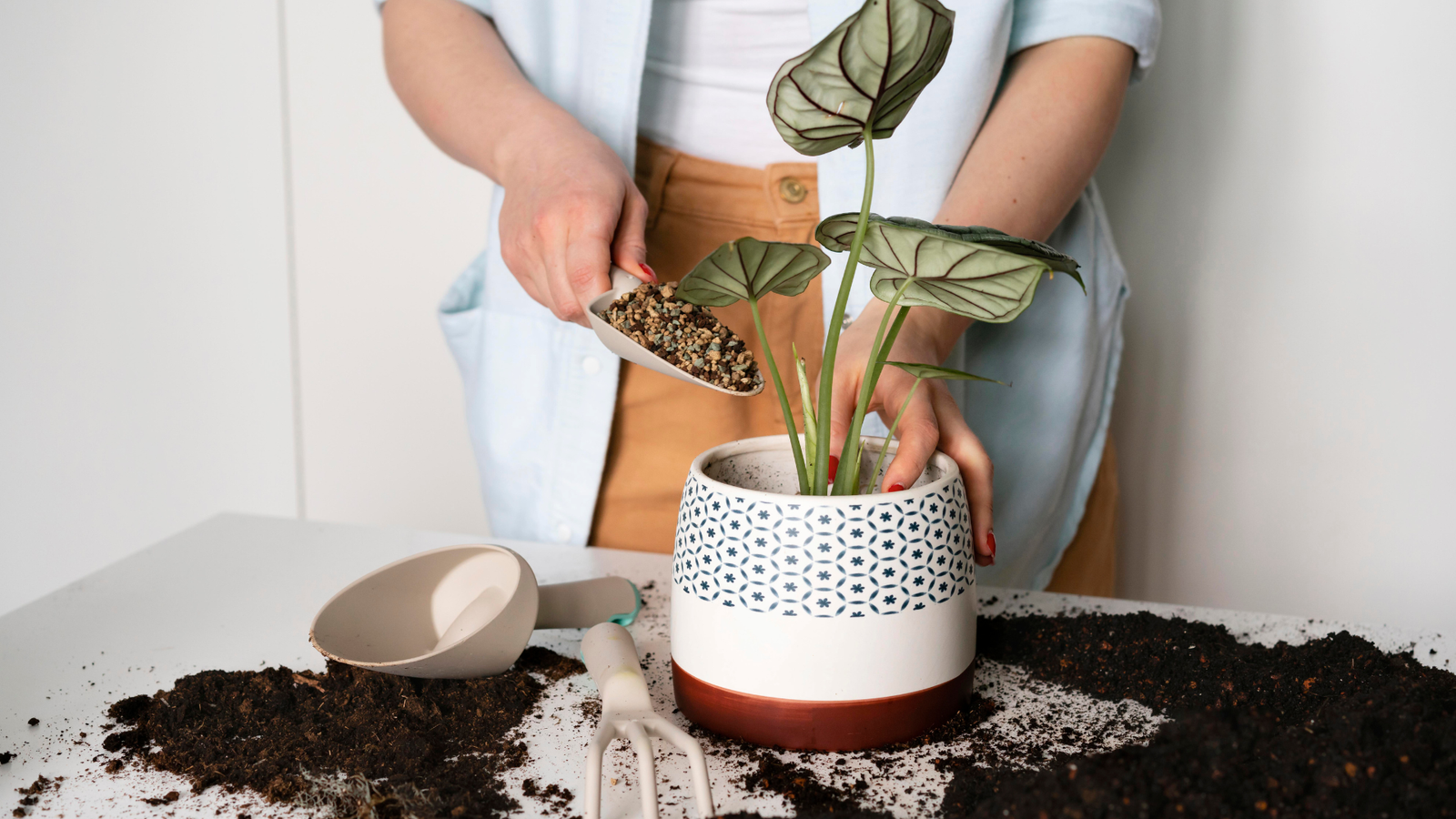 How to Take Care of a Money Tree plant for Good Luck