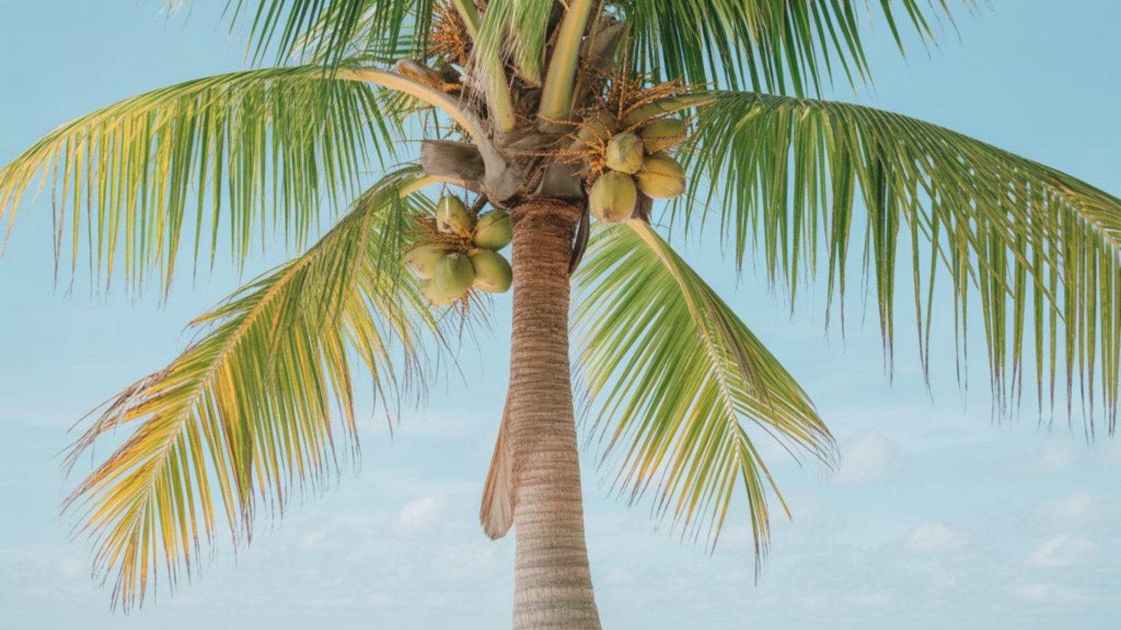 Coconut Palm Tree Care: Tips for Healthy Growth and Maintenance
