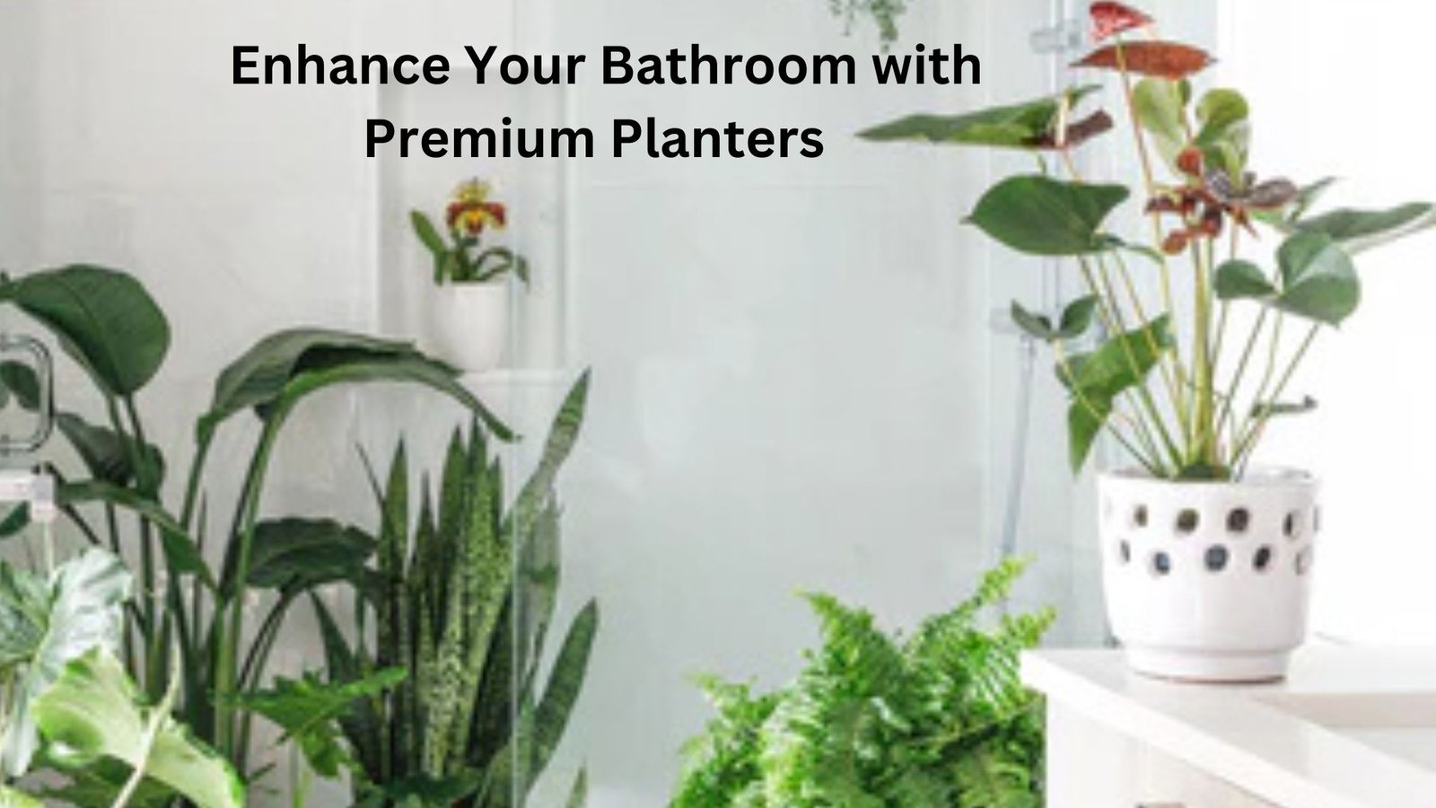 plants for bathroom humidity