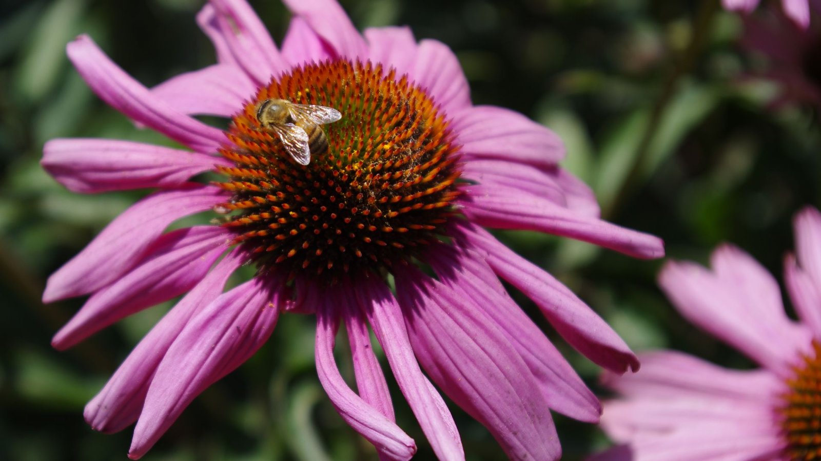 Flowers in season in August : A Bloom Guide for Late Summer