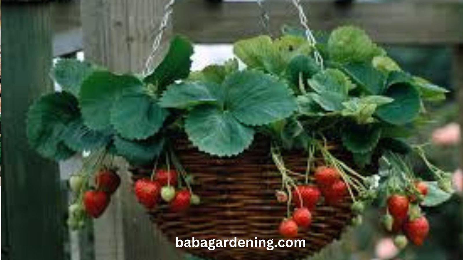 

how to propagate strawberries

