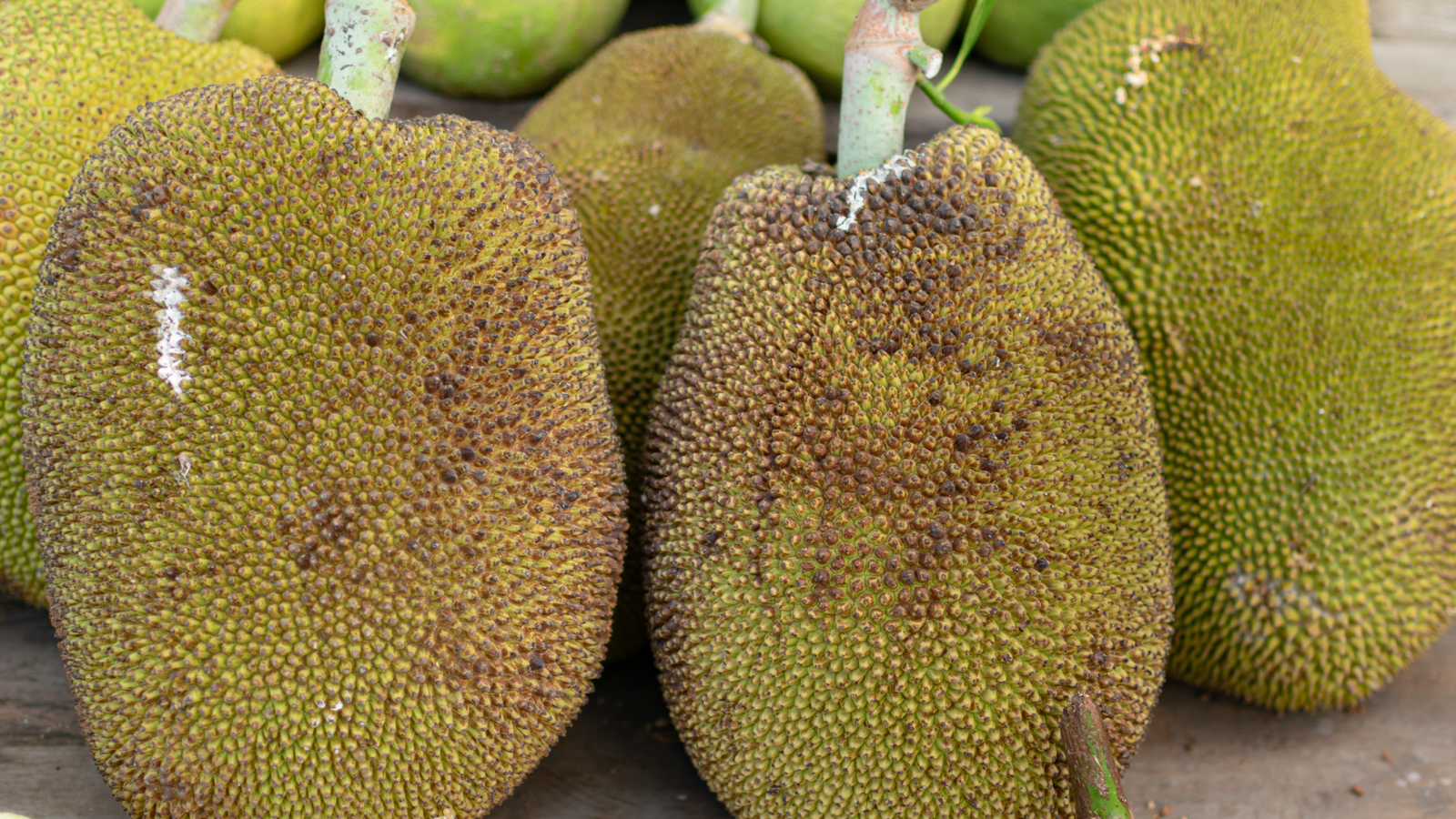 Jackfruit Tree: Unlocking the Secrets to Successful Cultivation