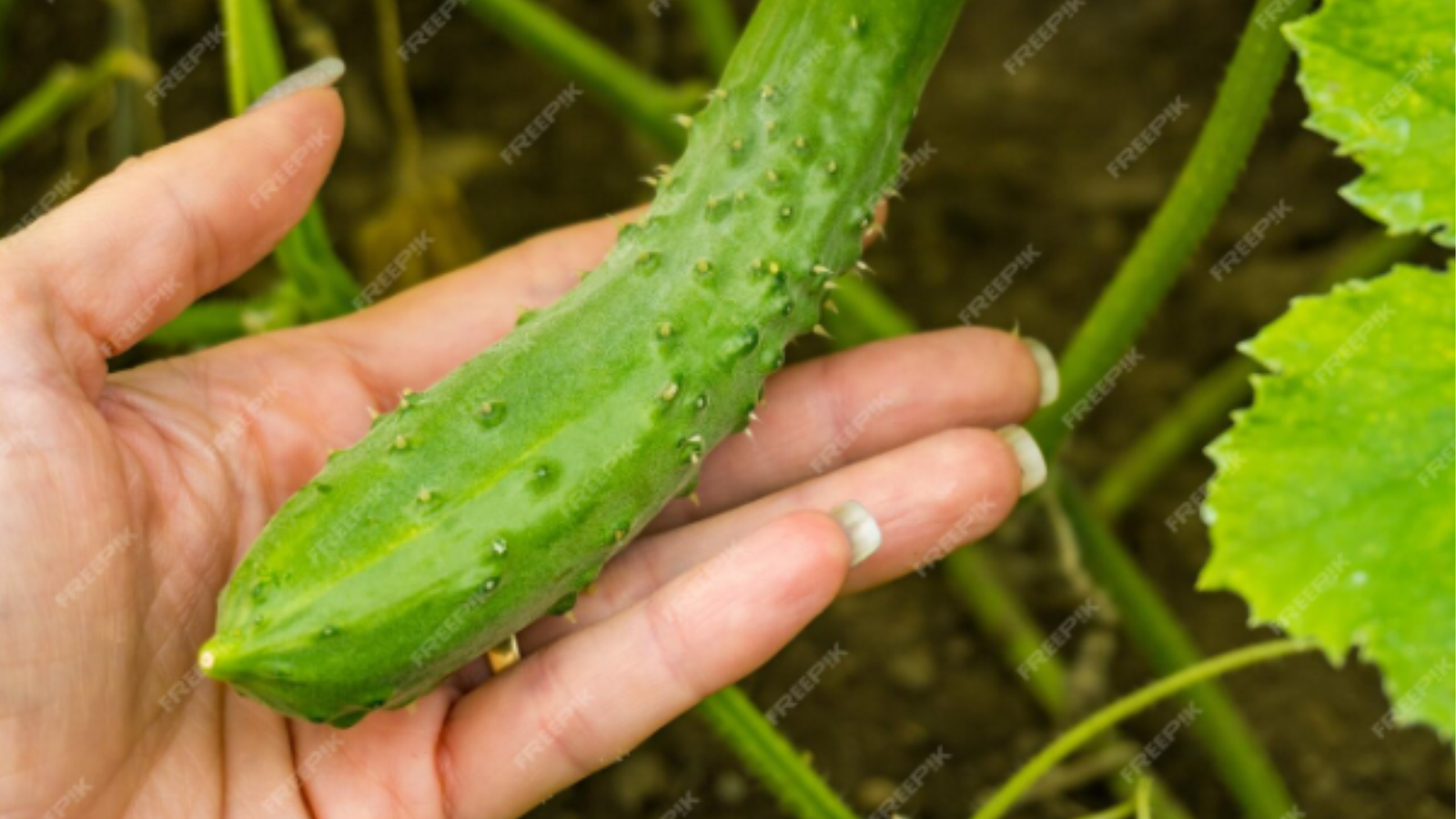 How Long Do Cucumbers Take to Grow? A Complete Guide to Growing Cucumbers