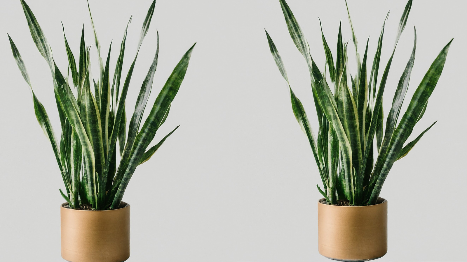 How to Propagate Snake Plants: Easy Steps for Success
