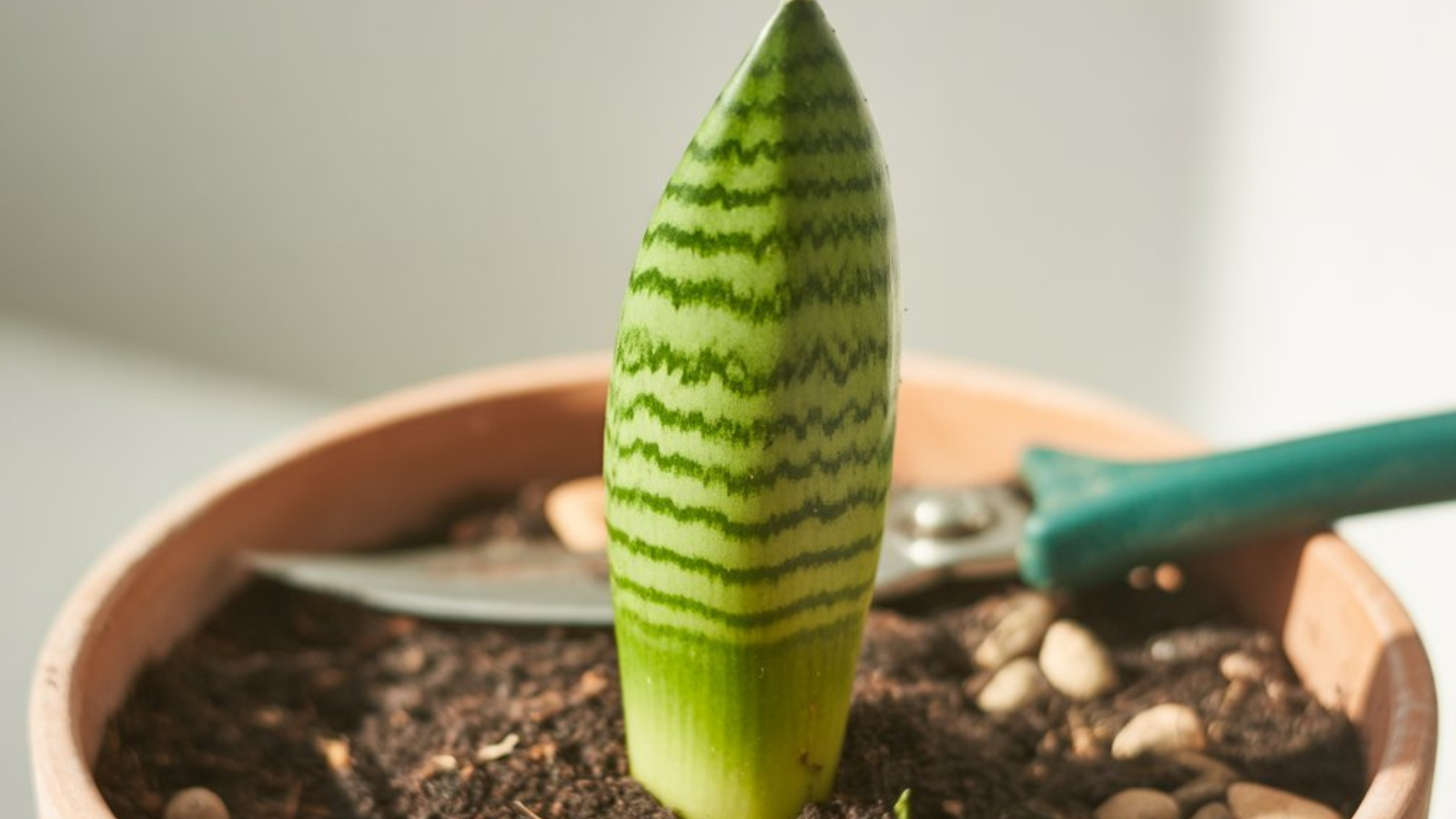 How to Propagate Snake Plants: Easy Steps for Success