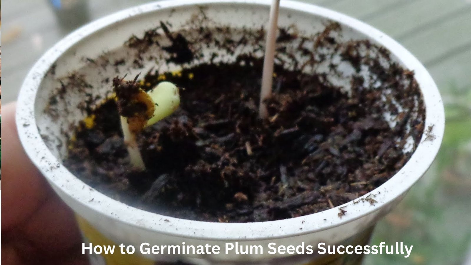 how to grow a plum seed