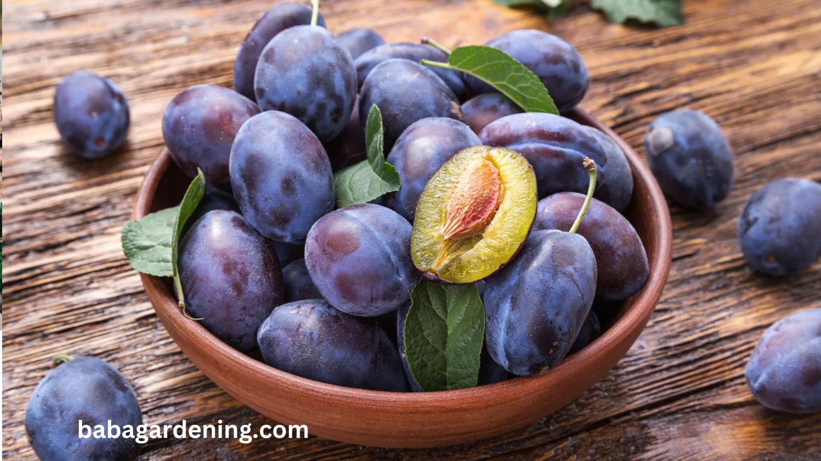 How To Grow A Plum Seed Into A Tree Full Of Delicious Fruit