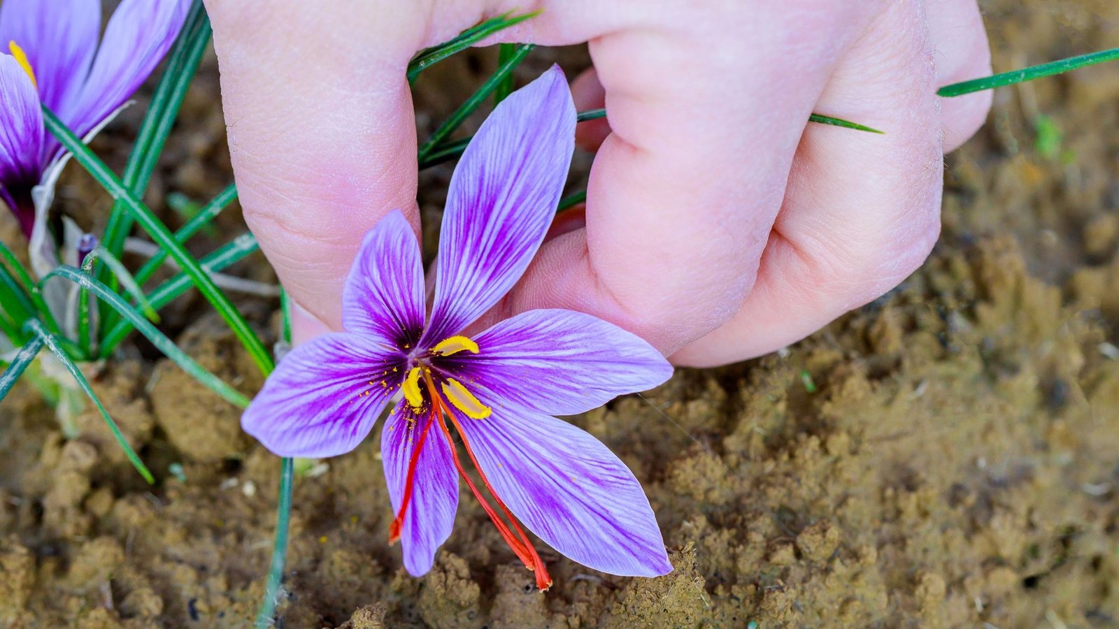 How to Grow Saffron at Home: Step-by-Step Instructions