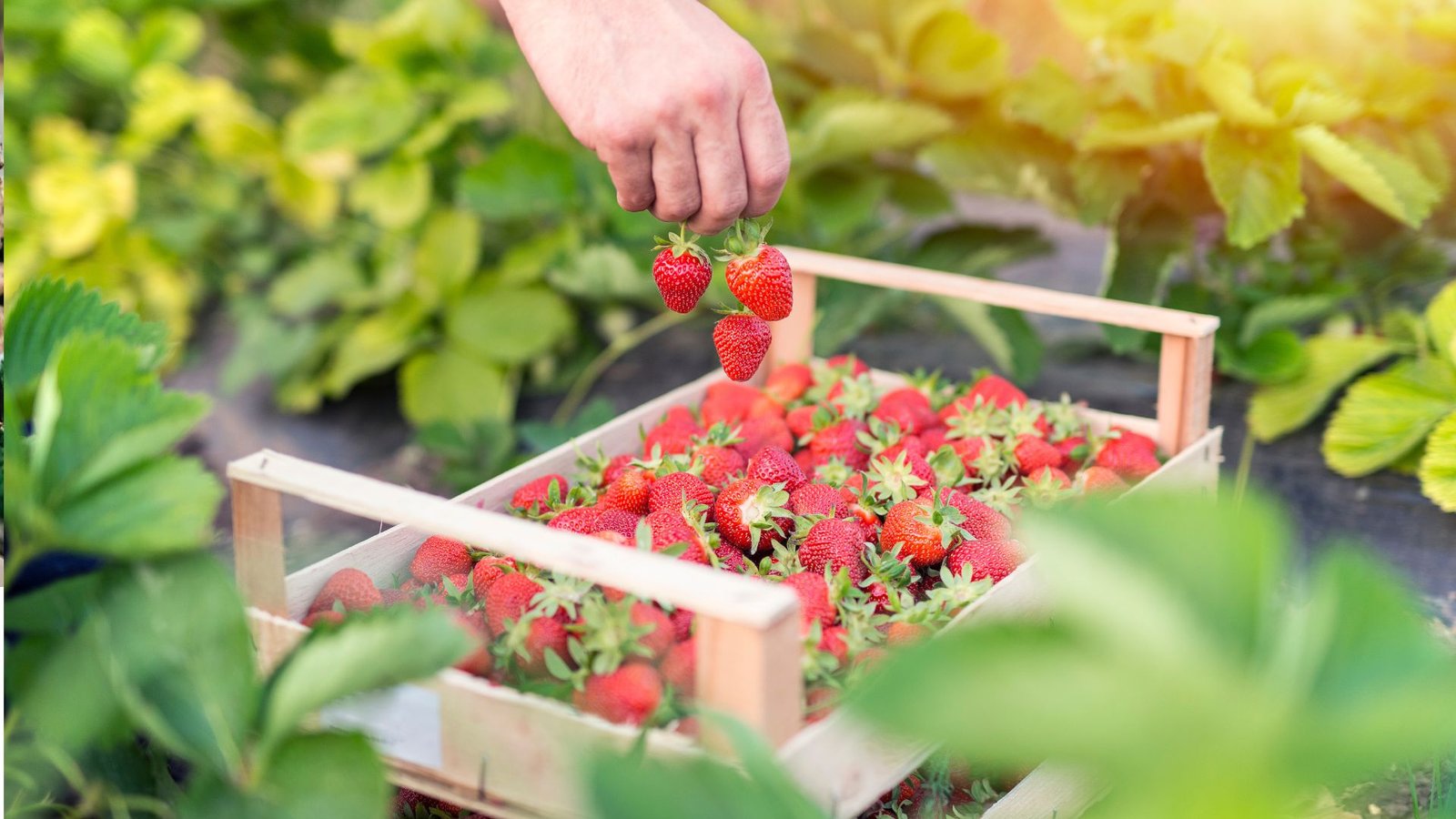 How to propagate strawberries from Runners: Tips & Techniques