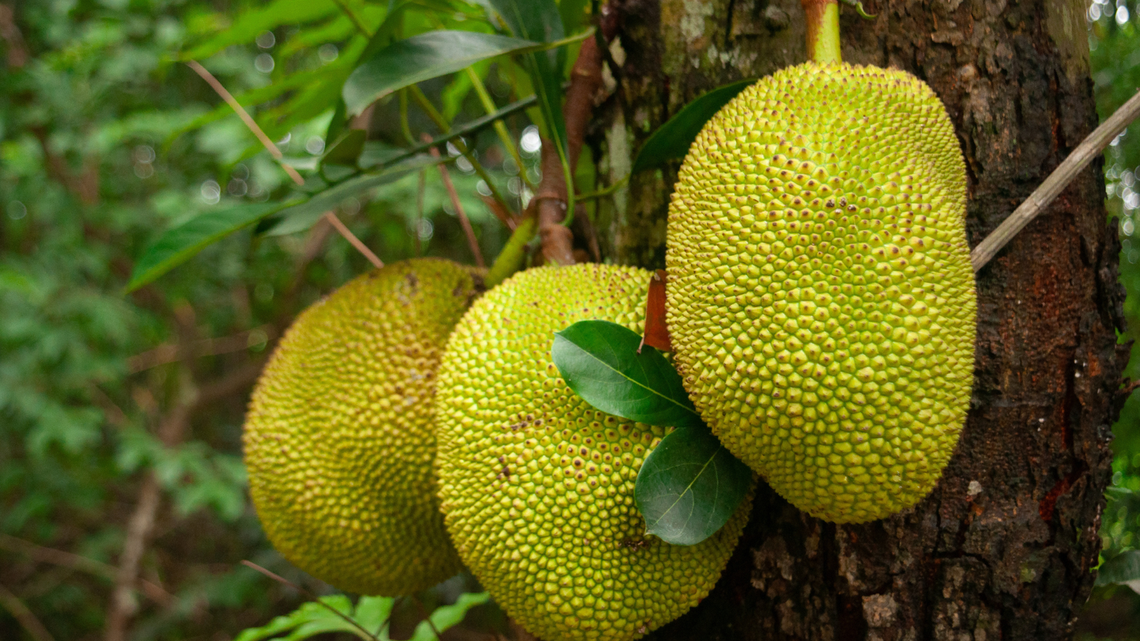 jackfruit-tree-unlocking-the-secrets-to-successful-cultivation