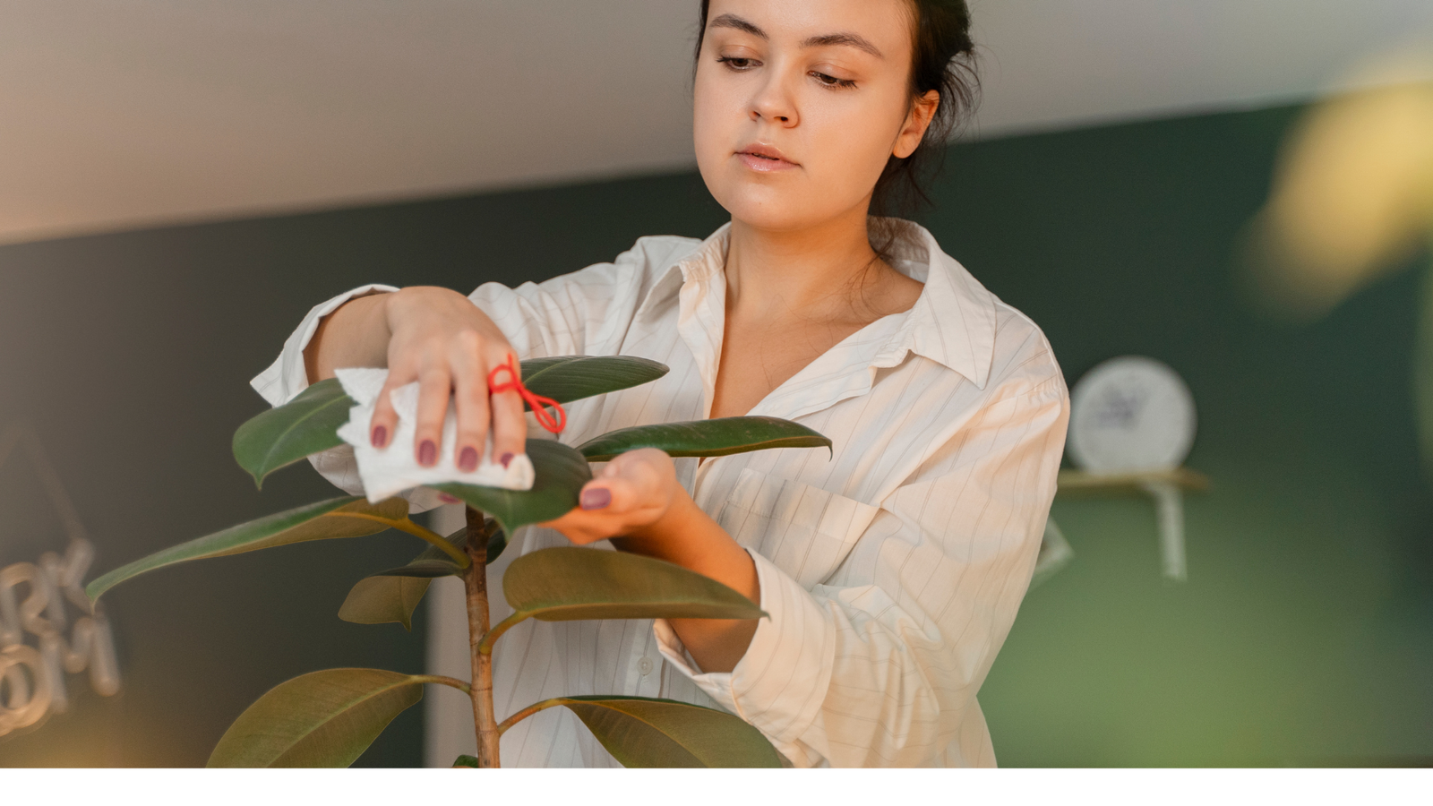 How to Take Care of a Money Tree plant for Good Luck