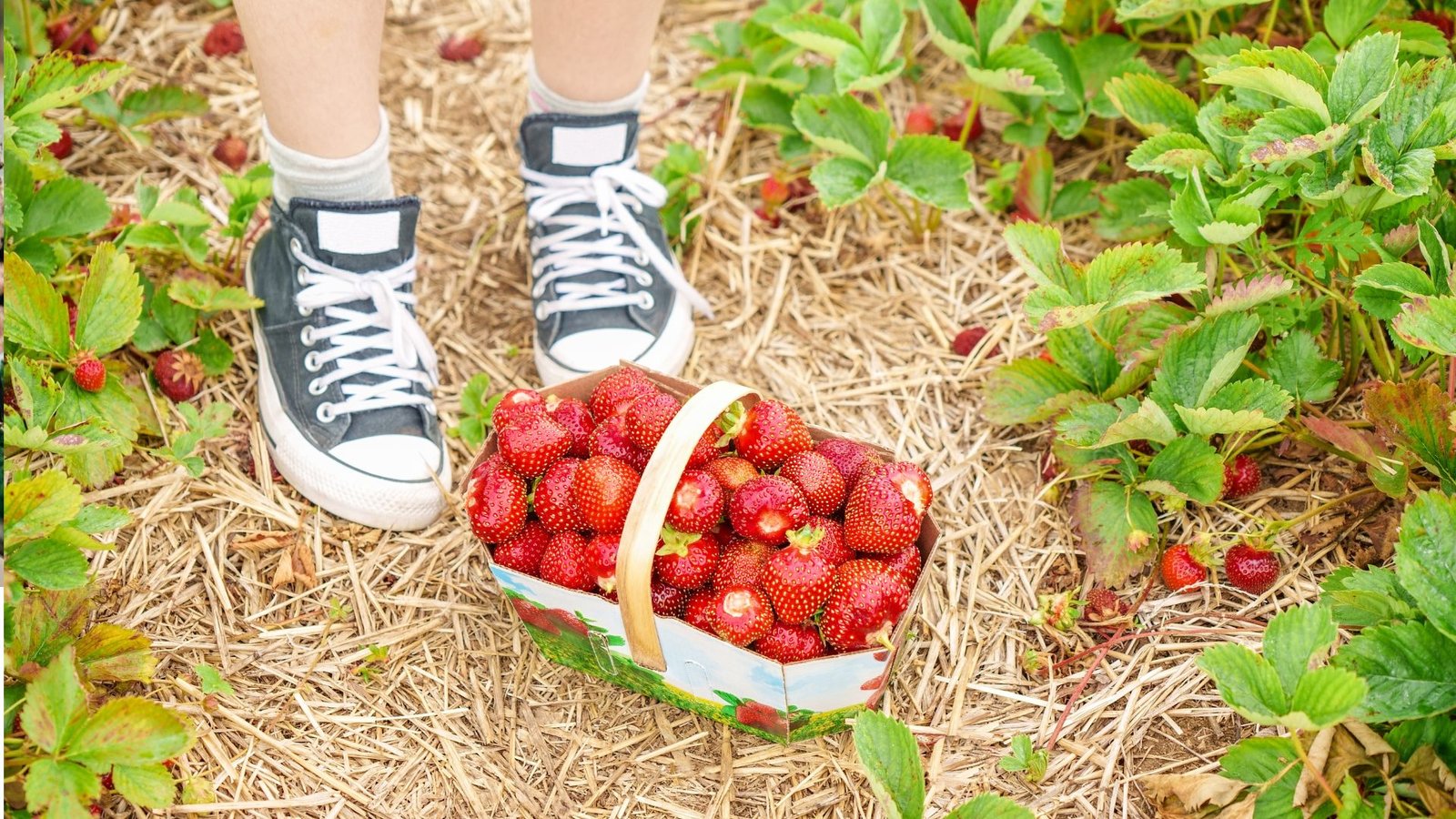 Mulching Strawberries: Create the Ideal Growing Environment for Tasty Summer Berries