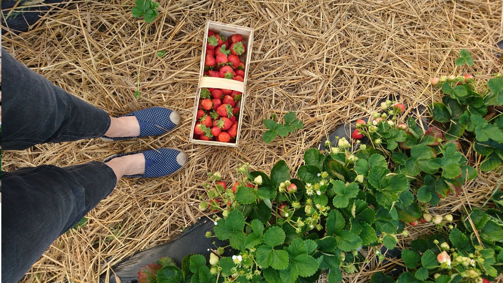 mulching strawberries