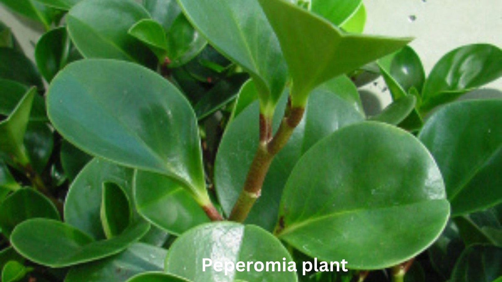  low care houseplants 