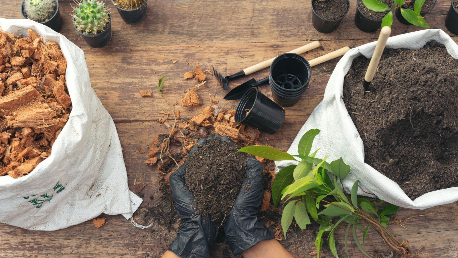 Plants That Grow Well in Clay Soil: Top Choices for Your Garden