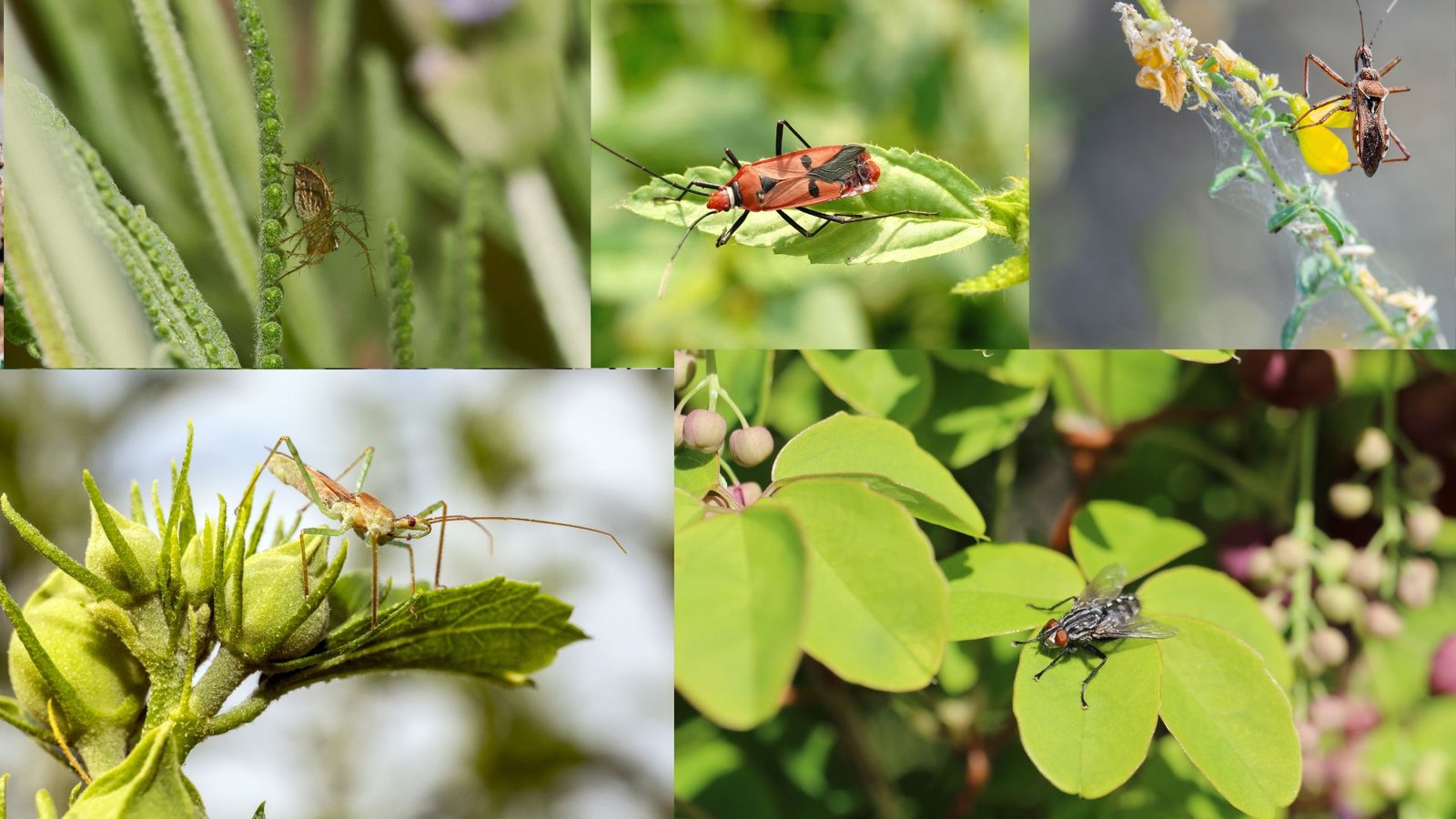 Plants That Repel Mosquitoes: Natural Ways to Keep Bugs at Bay