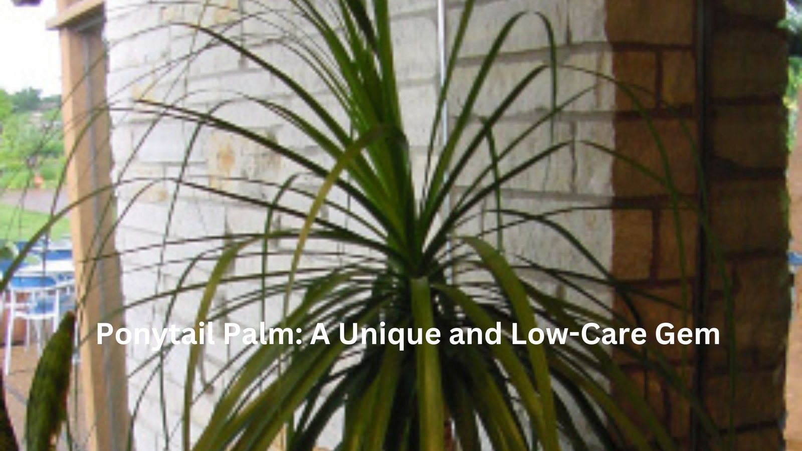 Top 10 Low-Care Houseplants for Effortless Indoor Gardening
