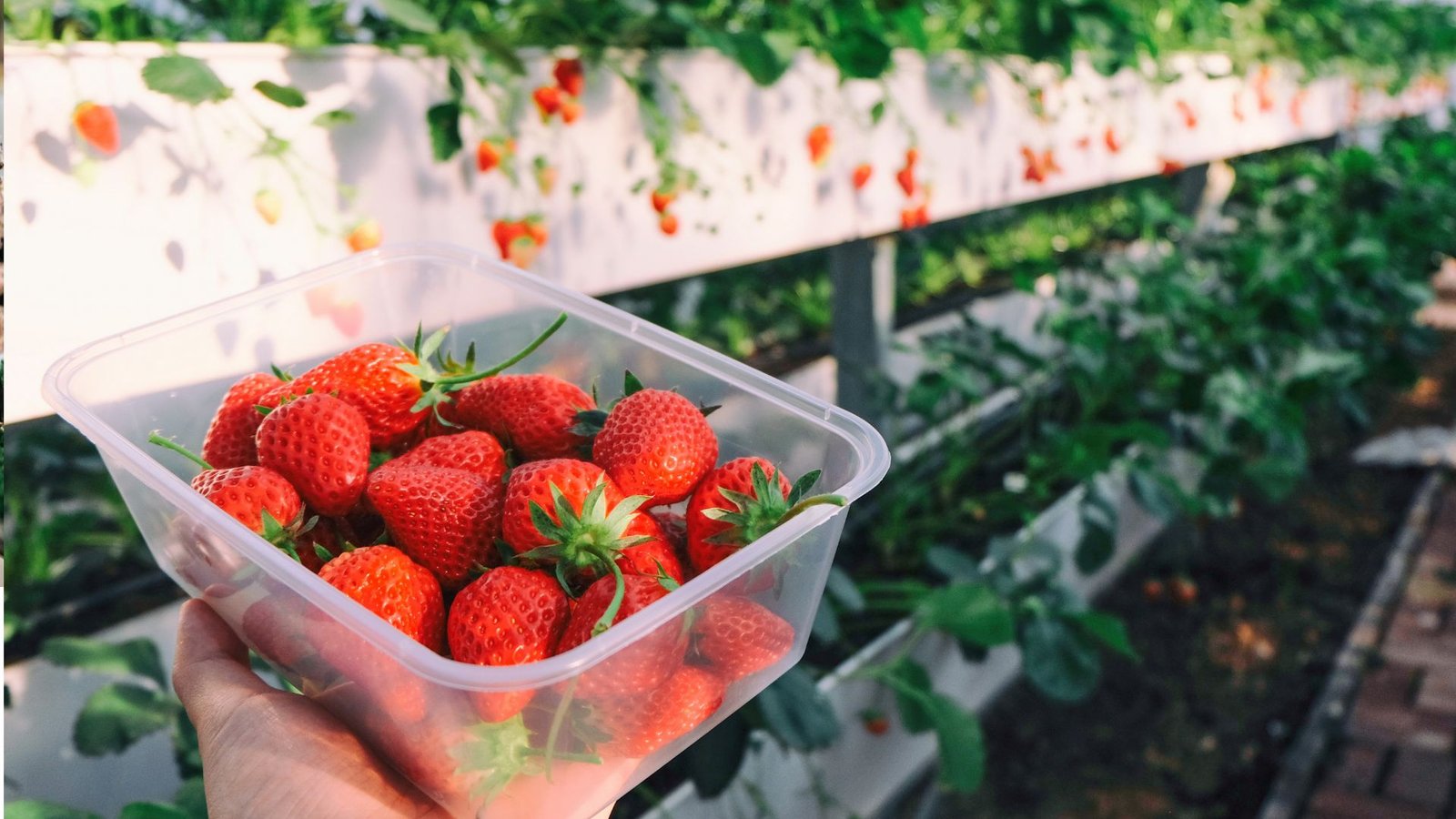 mulching strawberries