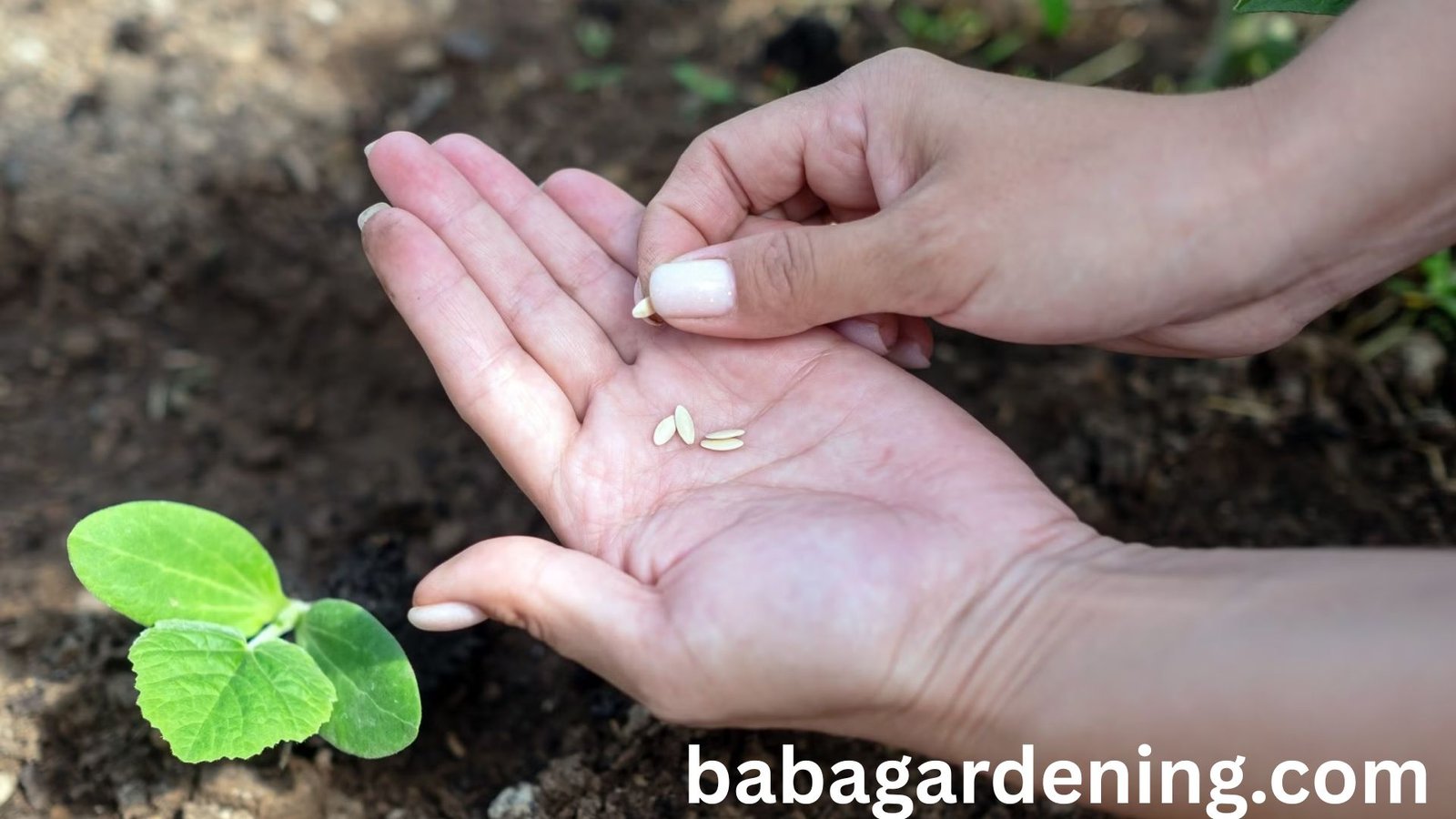  How Long Do Cucumbers Take to Grow? A Complete Guide to Growing Cucumbers 