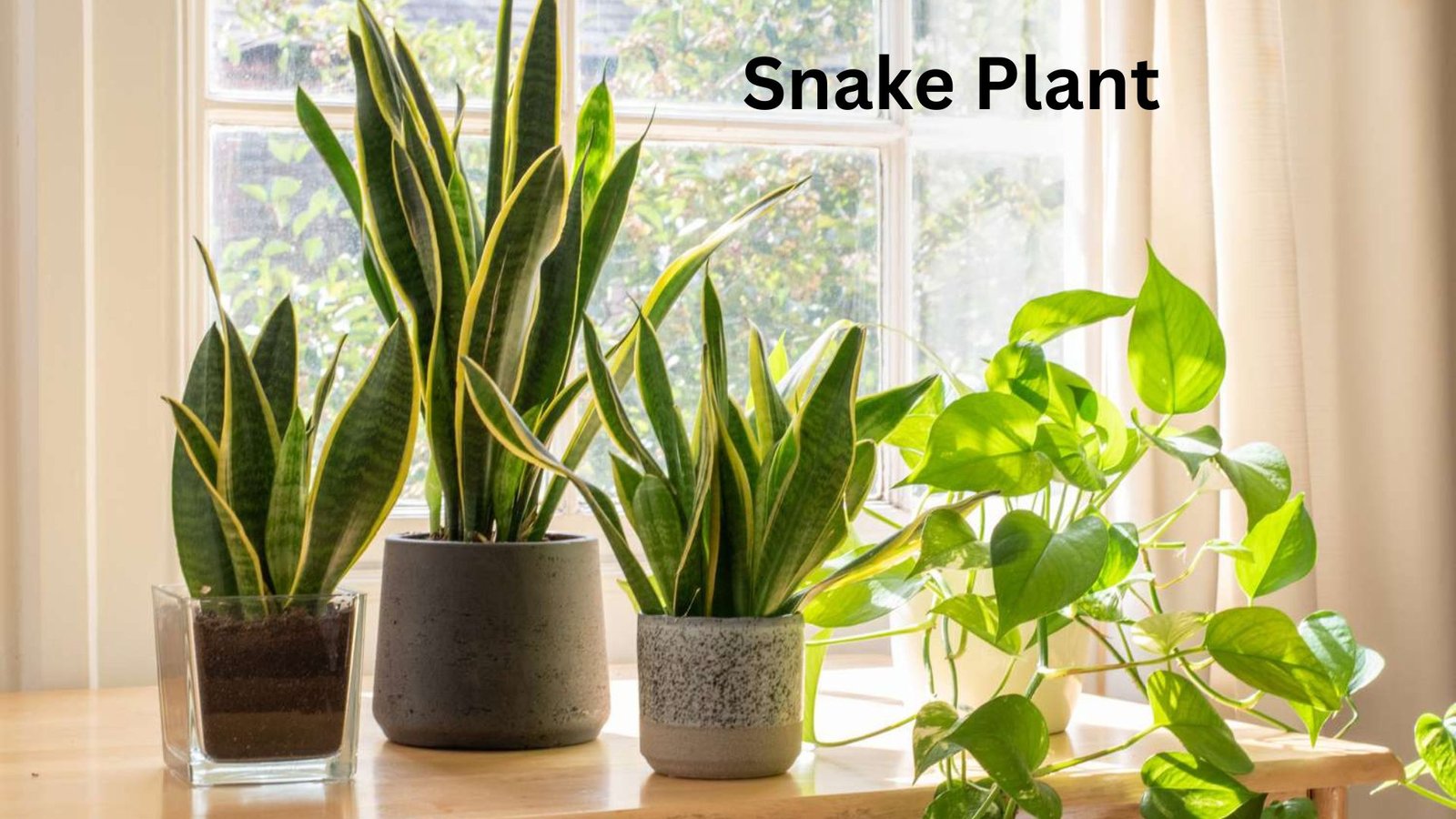  low care houseplants 