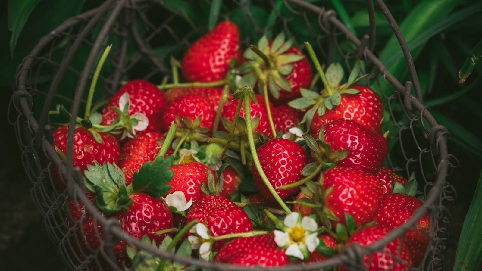 Strawberry Hanging Basket