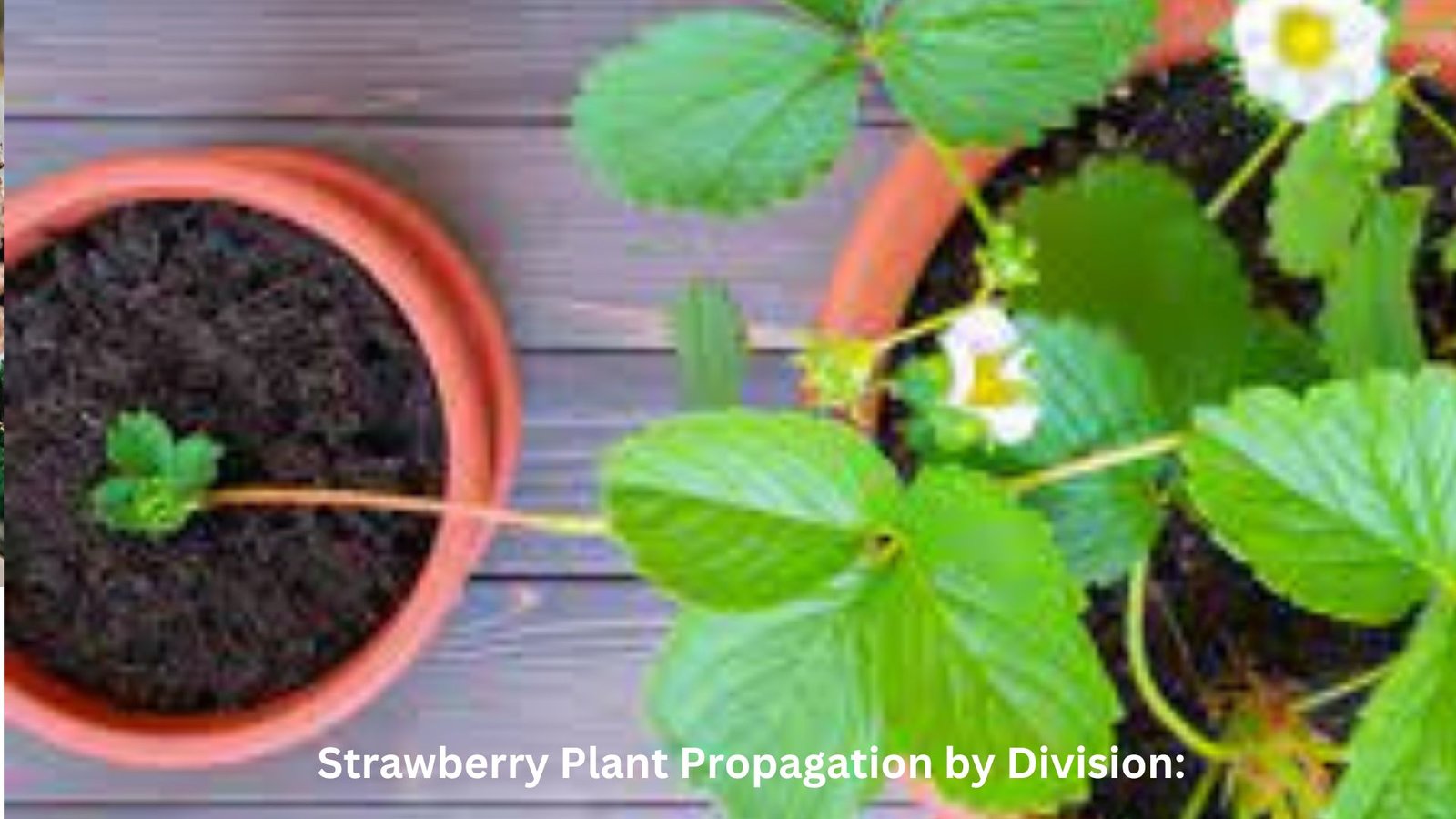 

how to propagate strawberries
