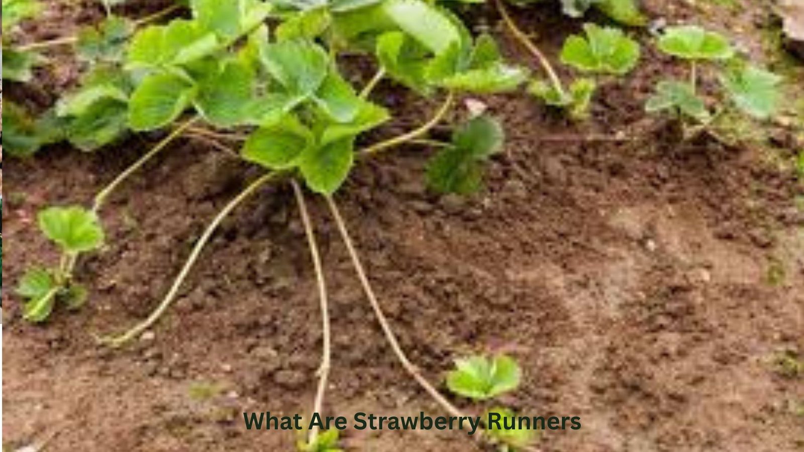 

how to propagate strawberries
