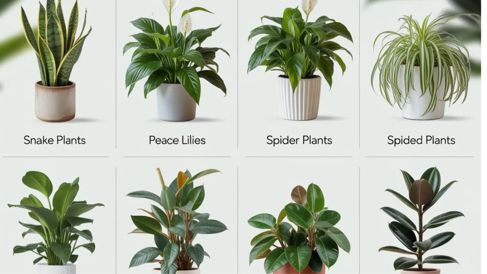 Â What Makes a Plant Good for Air Purification?