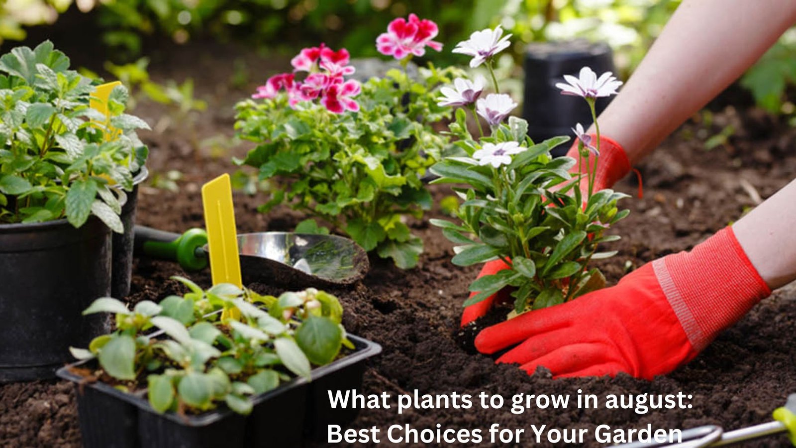 What plants to grow in august​: Best Choices for Your Garden