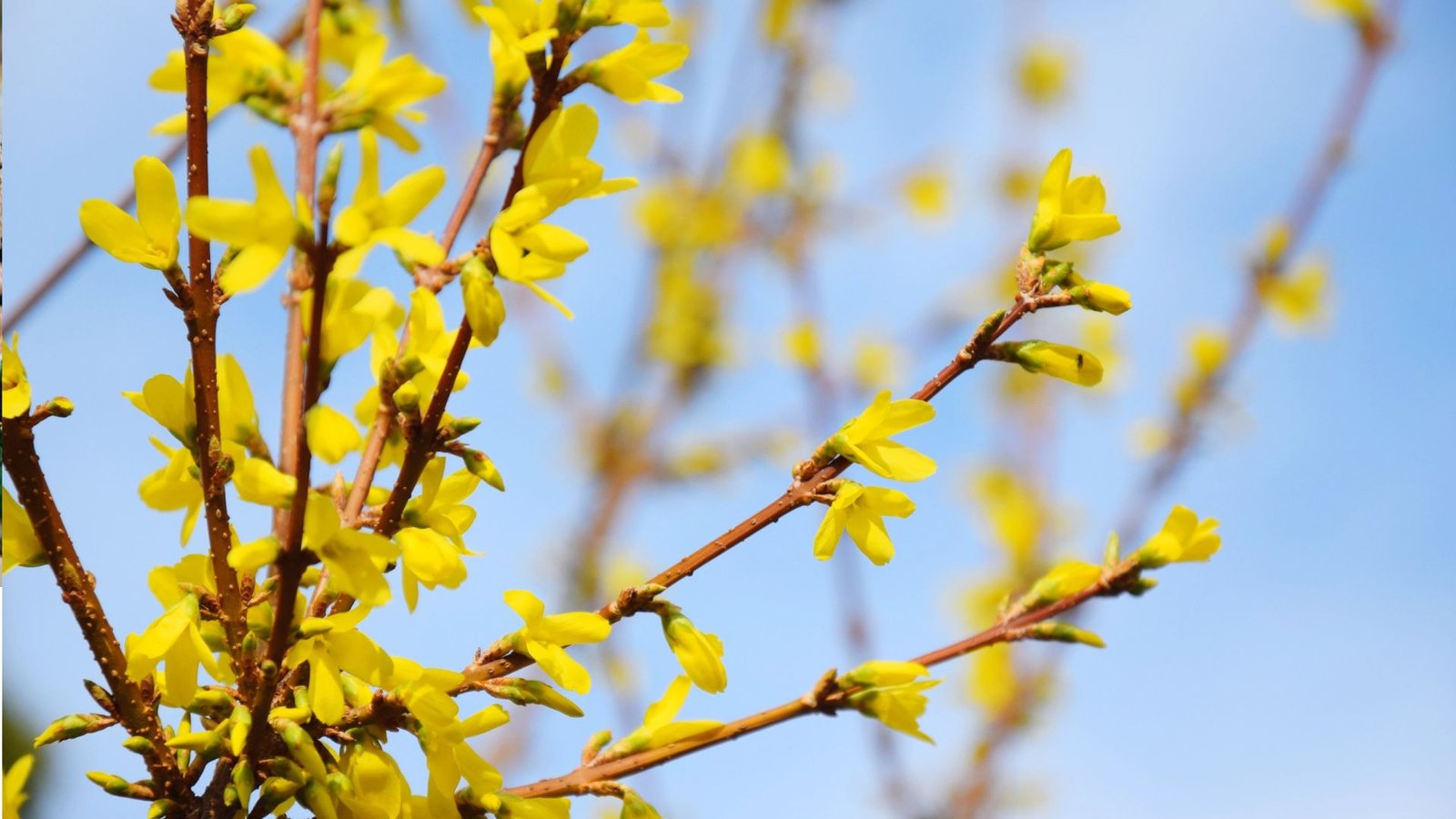 When to Cut Back Forsythia: A Timely Guide for Perfect Blooms