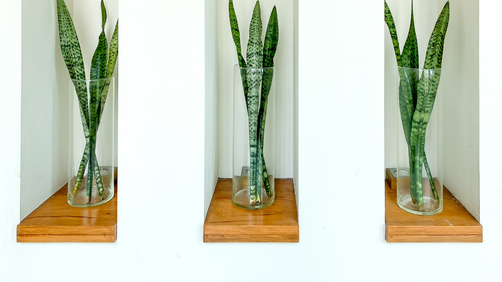 Why Should You Propagate Your Snake Plant?