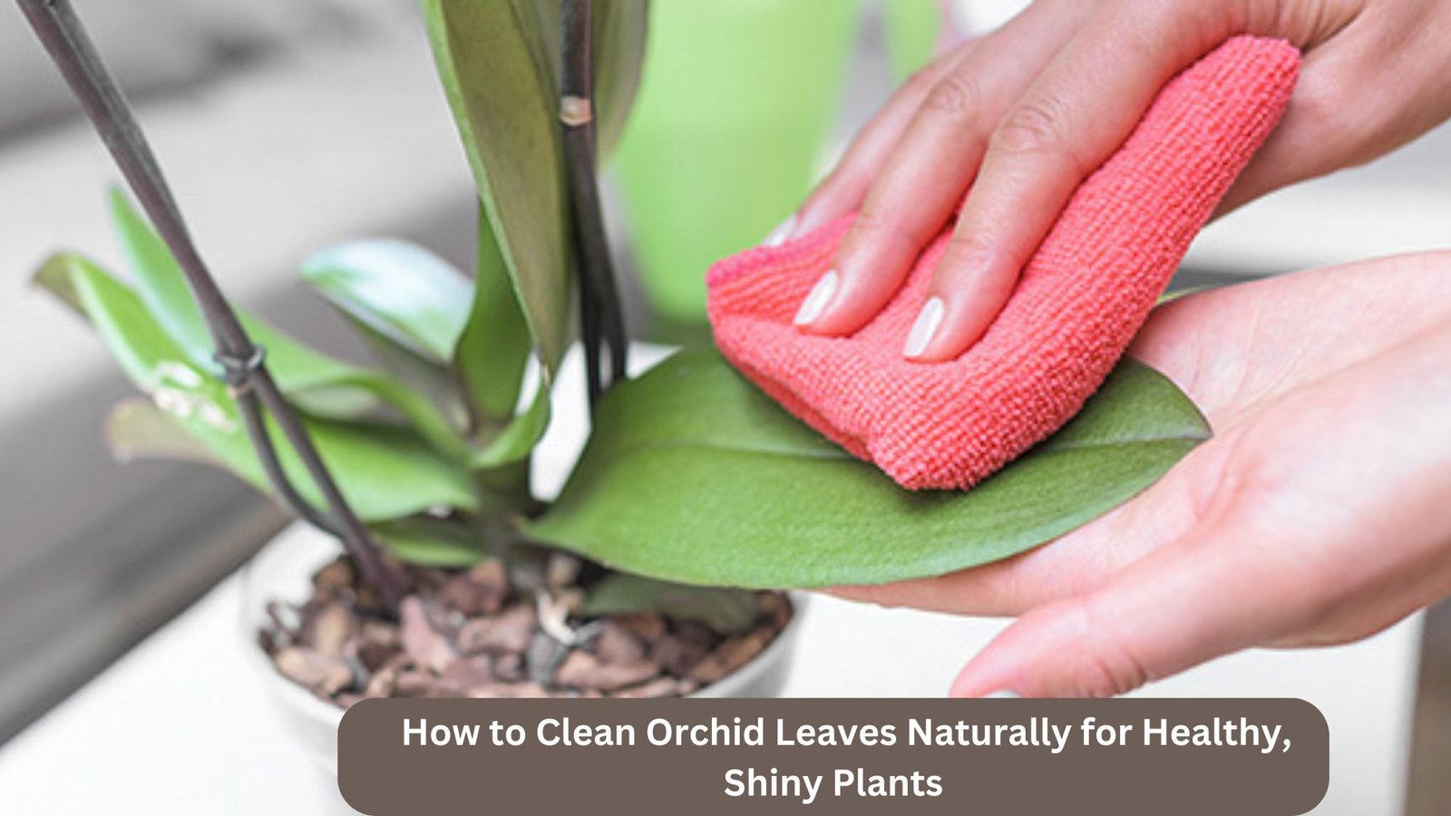 How to Clean Orchid Leaves Naturally for Healthy, Shiny Plants