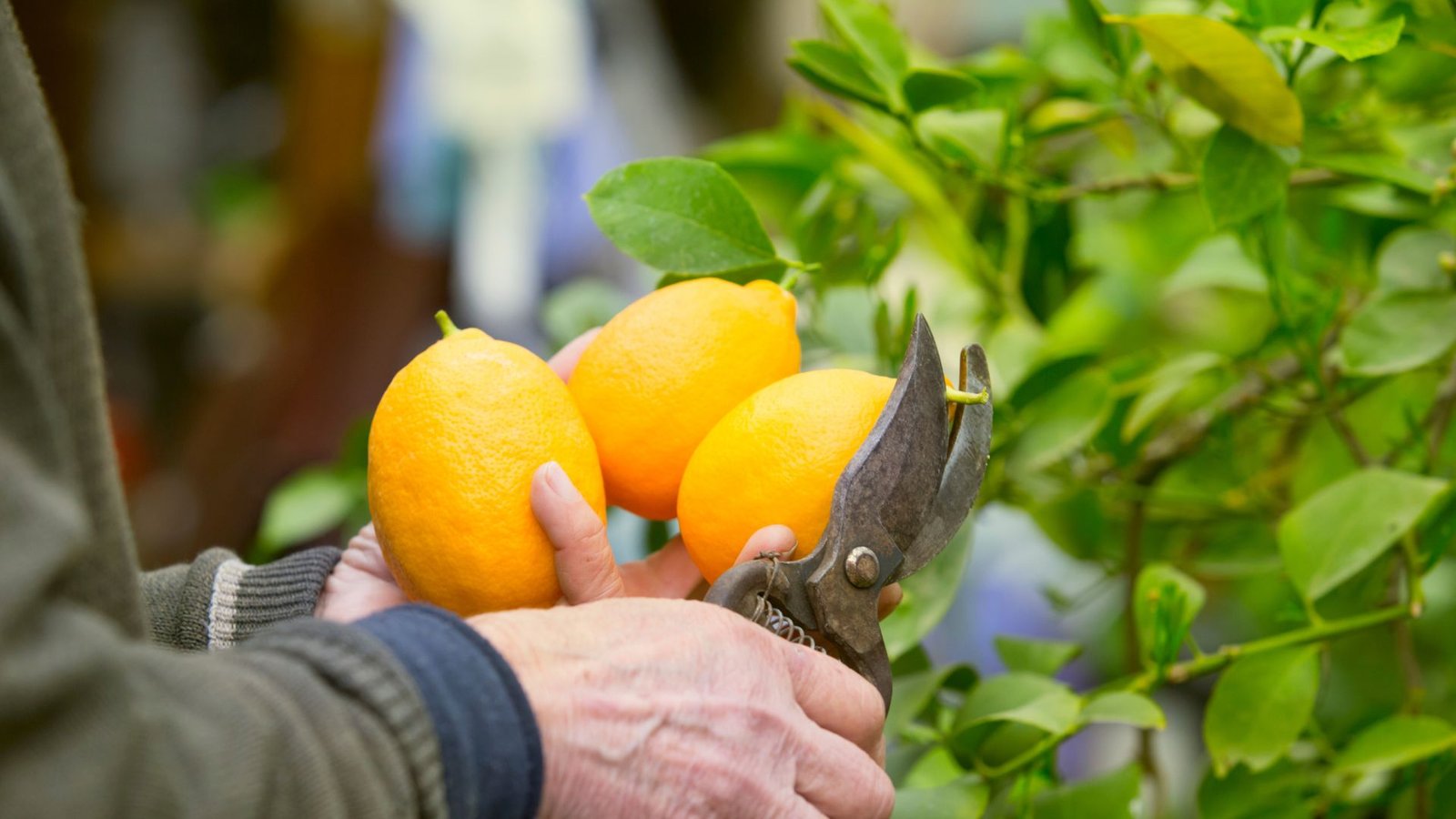 How to Prune a Lemon Tree Like a Pro: Tips for Beginners