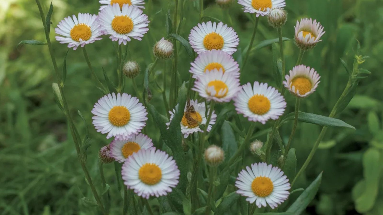 10 Best Ground Cover Plants That Spread